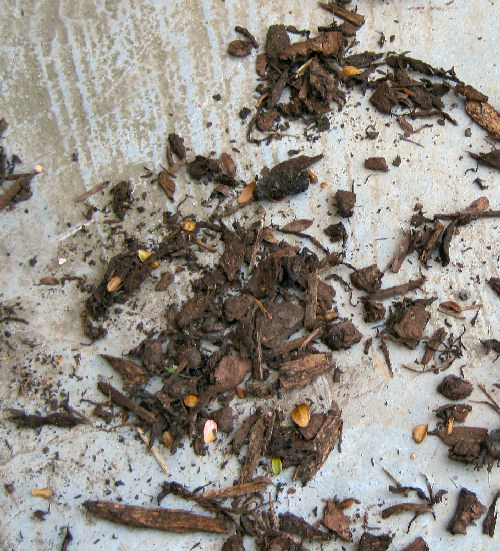 bark for bonsai